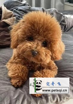 可爱的泰迪犬