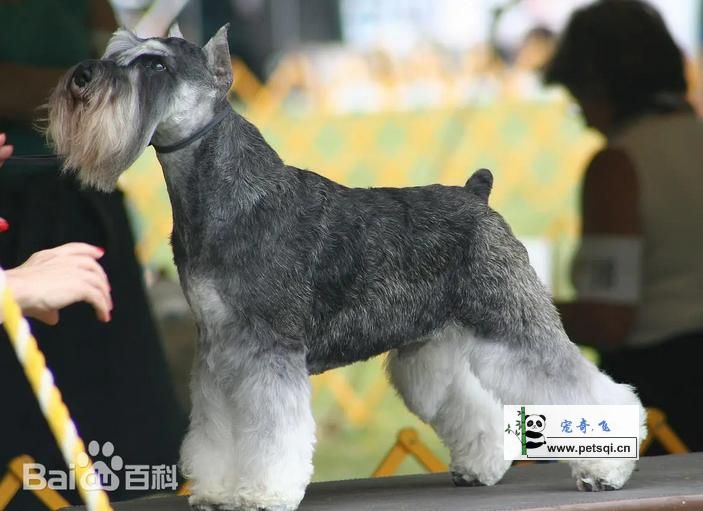 雪瑞纳犬
