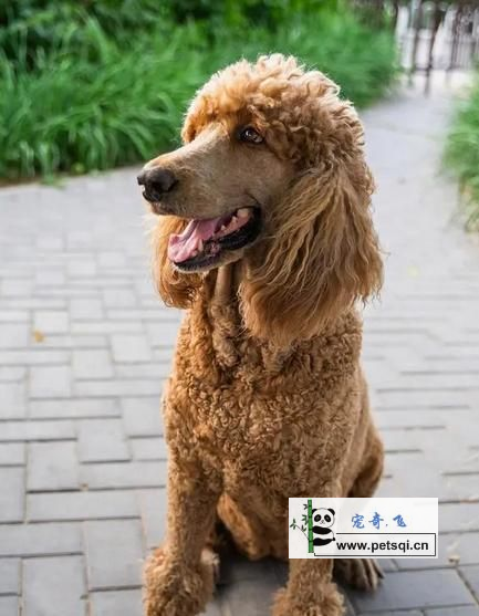 见过有**的狗子沒？巨型贵宾犬分享