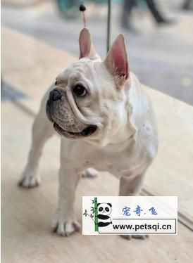 ****犬分享