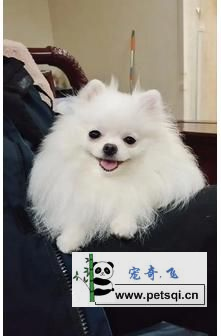 博美犬，小巧犬，适合女生的宠物图片视频分享