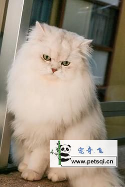 金吉拉猫咪图片视频分享