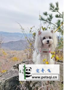 迷你雪纳瑞犬，肌肉发达，骨骼惊奇，典型梗犬图片分享