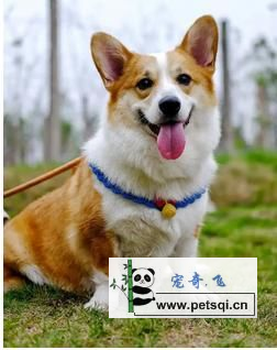 柯基犬图片，视频分享