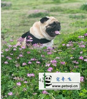 巴哥犬图片视频分享