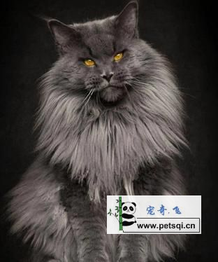 可爱的缅因库猫