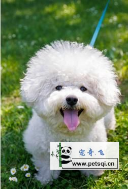 比熊犬