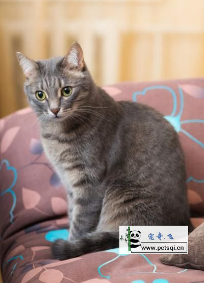 美   ，*短毛猫图片视频分享