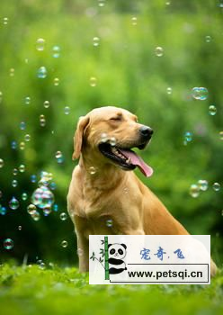 拉布拉多犬图片与视频分享