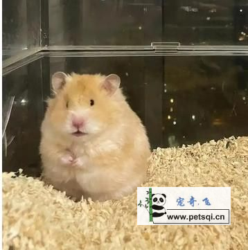 金丝熊小宠图片，视频分享