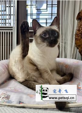 暹罗猫，蓝眸似星辰，聪慧黏人，堪称猫中贵族典范