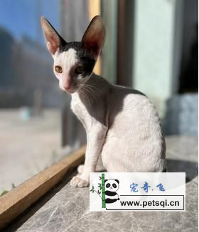 灵动精力，魅力十足，柯尼斯卷毛猫