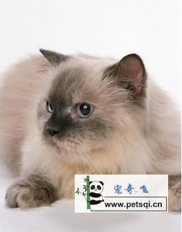 优雅中的贵族，*格温顺的**，波曼猫，你的爱