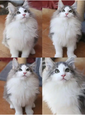 挪威森林猫(Norwegian Forest Cat)，以白话直译的说法，就是在挪威森林里面栖息的，生存的猫，这是斯堪地半岛特有的品种，其起源不明，常常以像妖精的猫出现在北欧的神话之中。挪威森林猫外观与缅因猫相似，与西伯利亚森林猫同列。