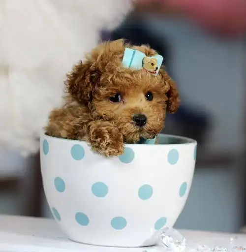 茶杯贵宾犬又称茶杯犬,、贵妇犬、卷毛犬,起源于美国,是一种宠物犬。体型在8英寸以下,体重低于4磅。微小茶杯犬体型更小,俗称“娇小”贵宾犬或“口袋”贵宾犬,标准是7英寸以下,体重低于3磅。因其体型之小到可以放进茶杯,因此称之茶杯犬