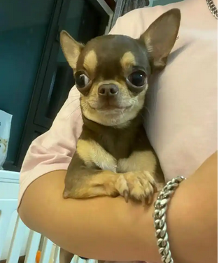 (西班牙语:Chihuahueño,英语:Chihuahua),是世界上最小的犬种之一,以墨西哥的奇瓦瓦州命名,又称吉娃娃、吉娃娃狗、奇娃娃、齐花花玩赏犬。吉娃娃是犬种里最小型,优雅,警惕,动作迅速,以匀称的体格和娇小的体型广受人们的喜爱。吉娃娃犬不仅是可爱的小型玩具犬,同时也具备大型犬的狩猎与防范本能,具有类似梗类犬的气质。此犬分为长毛种和短毛种。