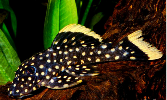 黄翅黄珍珠异型 体型30CM (L018的成鱼) (Baryancistrus sp.) 中文俗名：金边金点（窄边细点） 编号：L 018（幼鱼）、085 学名：Baryancistrus sp. 英文名：Gold Nugget Pleco, L018, L085 属别：Baryancistrus spp. 重勾鲶属 （大嘴类） 原生地域：巴西