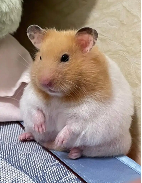 金丝熊,黄金仓鼠(学名:Mesocricetus auratus)又名叙利亚仓鼠。在生物分类学上是中仓鼠属的中型仓鼠。和许多仓鼠一样,黄金仓鼠有一个钝的口鼻部,相对较小的眼睛,大耳朵和一条短的约1.5厘米的尾巴。毛发金黄,背部中央颜色较深,耳朵下方可见黑色条纹,有些前额上可能有一片黑色的部分,面部两侧各有一条黑色条纹从颊囊延伸到脖子上。温带陆生夜行性杂食性动物,以作物和昆虫为食,主要存在于一年生作物的可耕地中。野生寿命平均1~2年,圈养寿命平均2~4年。 列入世界自然保护联盟(IUCN)2008年《濒危物种红色名录》ver 3.1——弱势(VU)