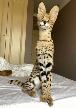 热带草原猫(学名:Felis catus × Leptailurus serval)，英文名称为Savannah cat，所以又译作"萨凡纳猫"，"Savannah"的中文意思是"热带草原"。是由非洲薮猫 (父系)与家猫(母系)杂交而成。体重约为8-15千克