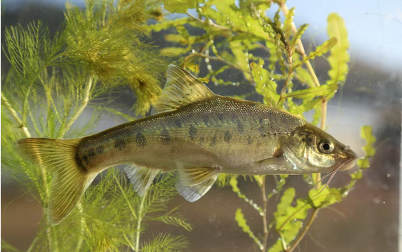 滇池金线鲃(学名:Sinocyclocheilus grahami)是鲤科、金线鲃属鱼类。体细长,侧扁。吻略尖。口亚下位。须2对,口角须长于吻须。上、下唇在口角处相连,唇后沟不相连。背鳍末根不分枝鳍条变粗、变硬,后缘具锯齿;胸鳍后伸不达腹鳍起点;腹鳍起点位于背鳍起点之前;尾鳍叉形。鳞圆形,侧线鳞较大,侧线鳞61-69枚。第1鳃弓外侧鳃耙5-7枚。全身呈淡黄色,背部略呈青灰色,体侧近背部有许多黑斑点,各鳍均为金黄色。