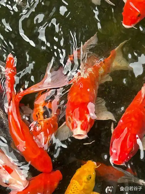 锦鲤是鲤科鲤属鱼类鲤（Cyprinus carpio）经过人工改良后的一类观赏鱼品种的总称