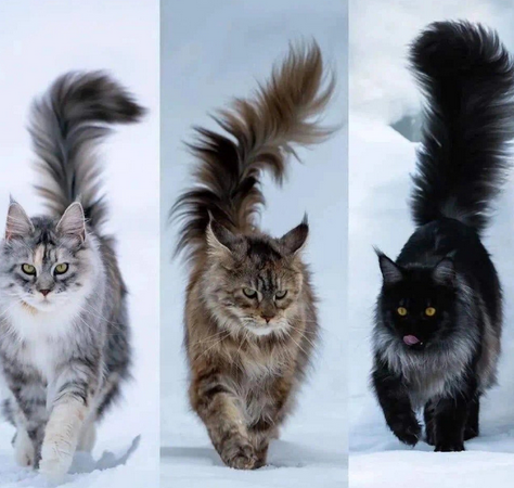 缅因猫是美国最大、最古老的猫种 [7]。缅因猫体型较大，被毛厚密 [8]；头较小巧，面部较方，耳朵大而直，耳根较阔，眼睛较大，有绿色、金黄色和铜色；鼻子中长，形似狮子鼻；四肢又粗又圆，被毛细密的爪子强壮有力；尾巴根部粗壮，末端被毛较长，尖削