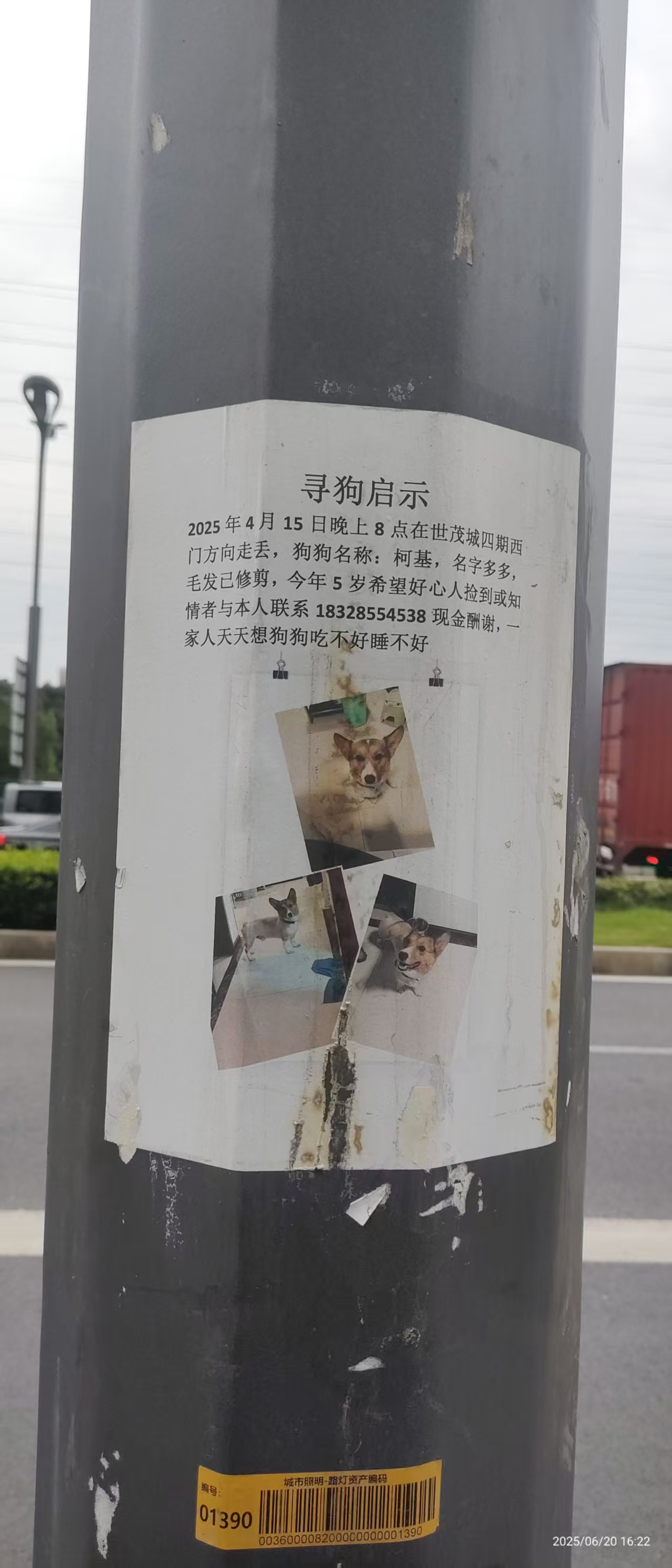 寻狗启示：成都龙泉驿2025年4月15日晚上8点在世茂城四期西 门方向走丢，狗狗名称:柯基，名字多多， 毛发已修剪